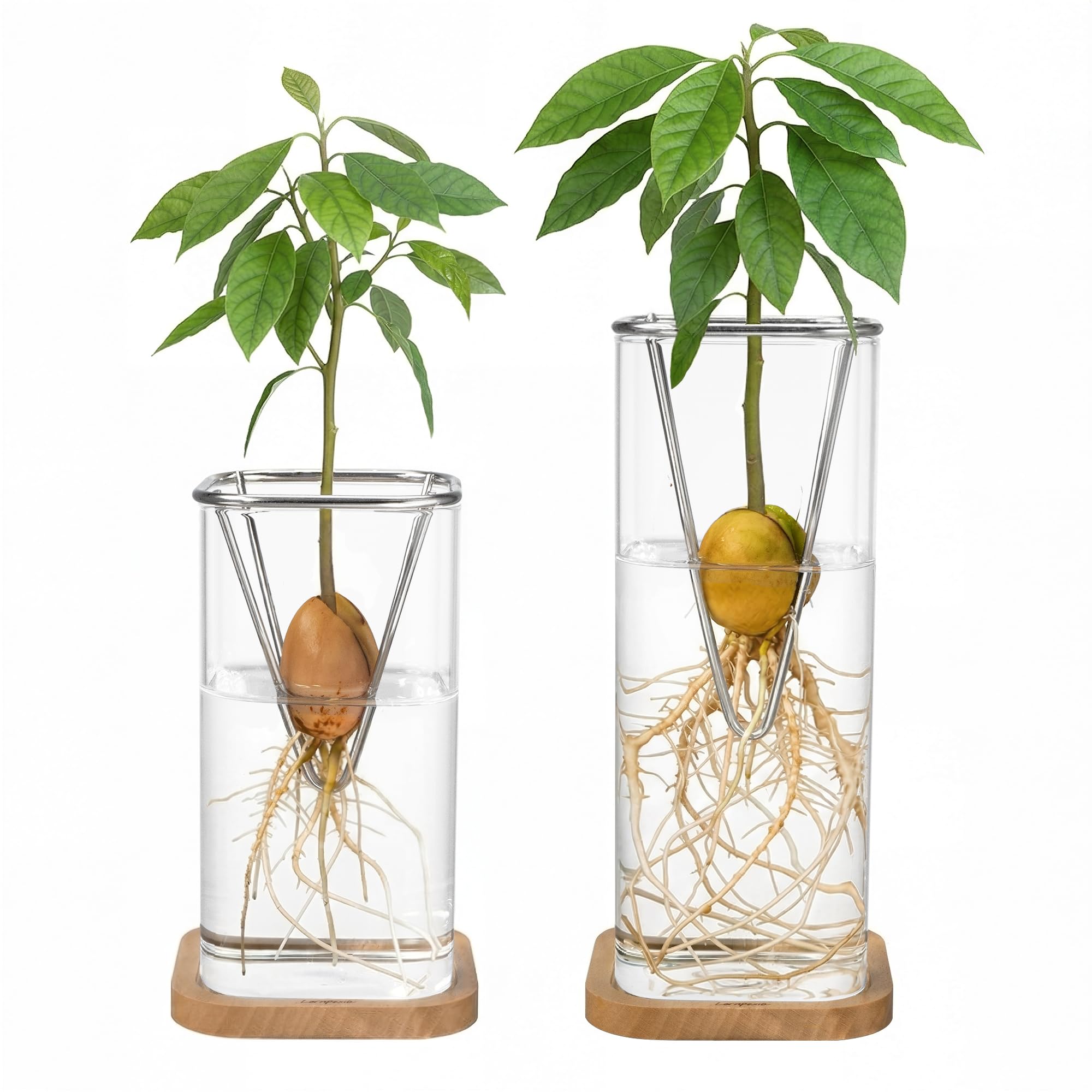 Amazon.com: Avocado Seed Growing Kit, Set of 2 Glass Vases with